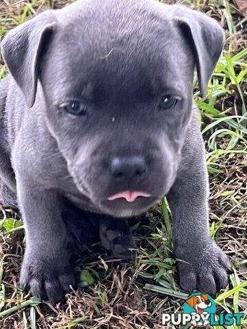 Pure Breed Blue Staffy