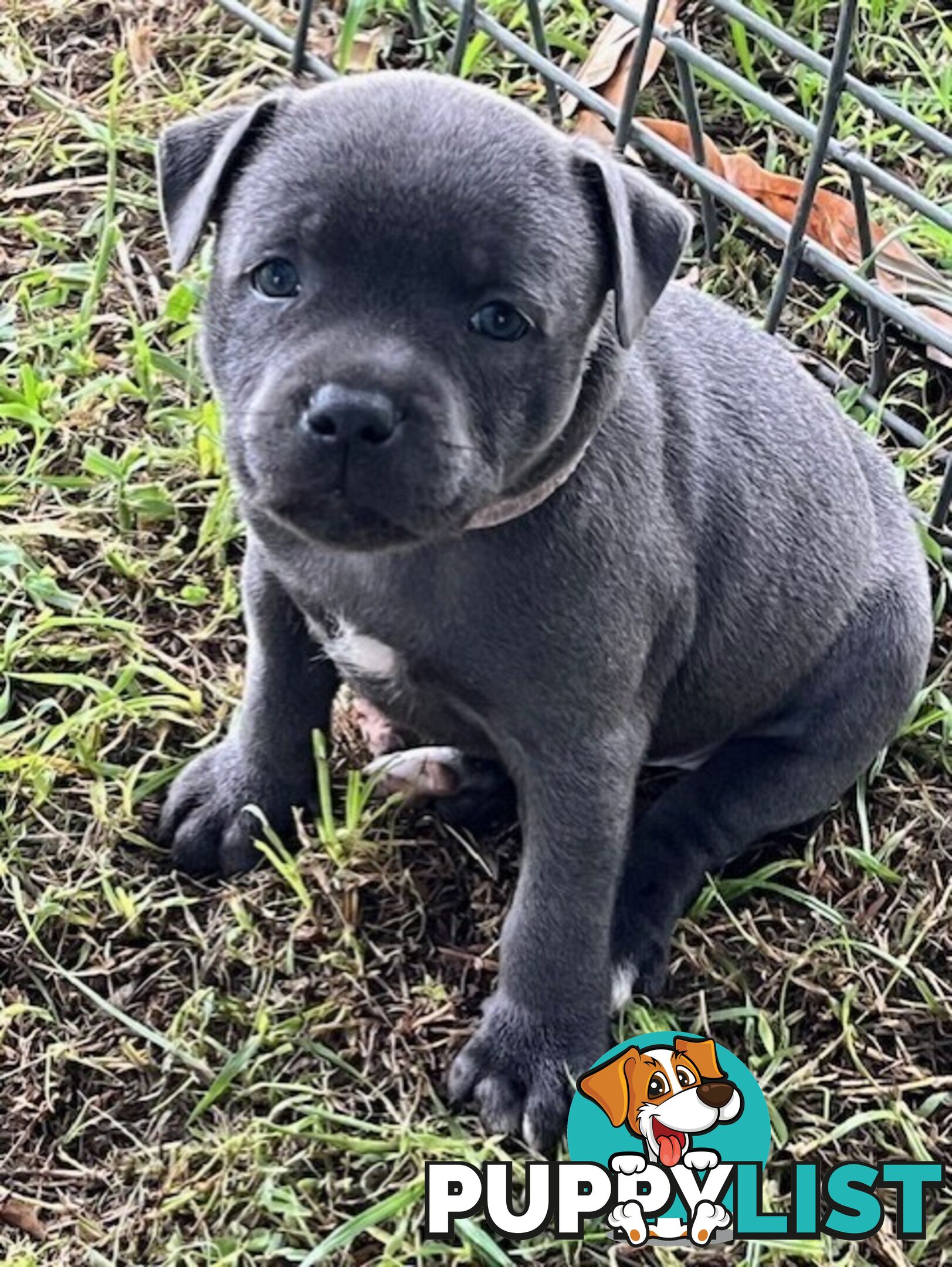 Pure Breed Blue Staffy