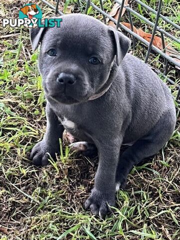 Pure Breed Blue Staffy