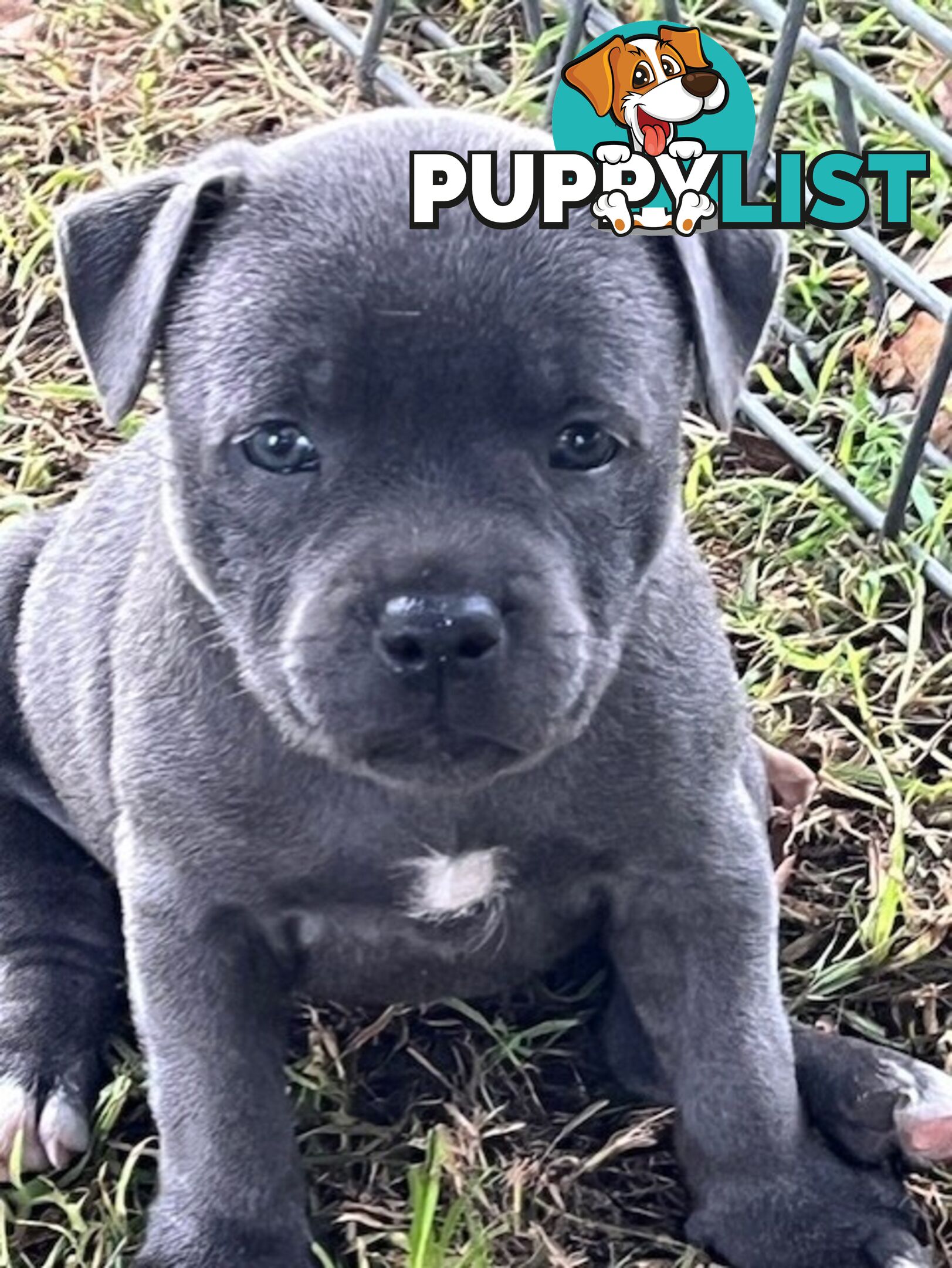 Pure Breed Blue Staffy