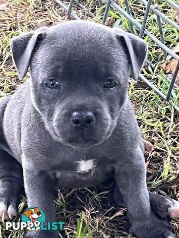 Pure Breed Blue Staffy