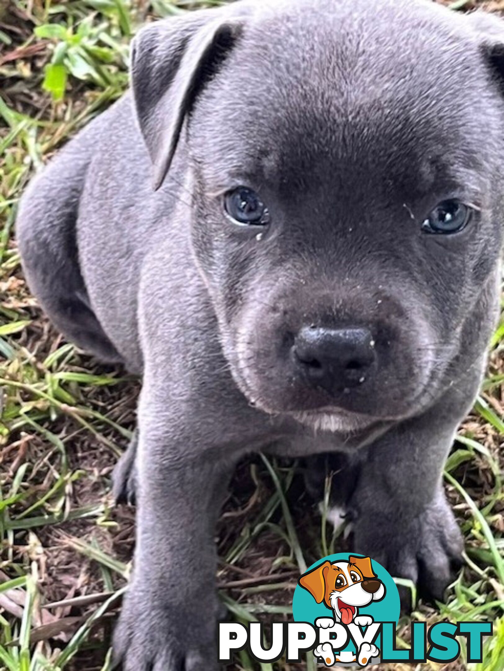 Pure Breed Blue Staffy