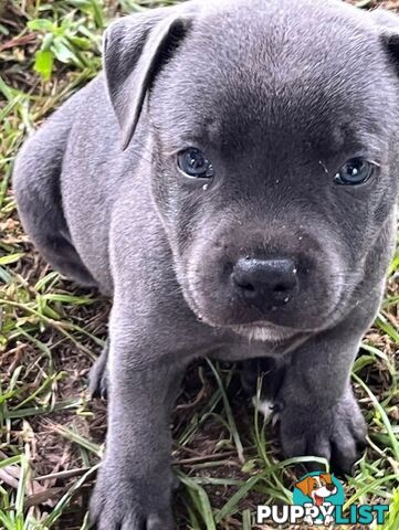 Pure Breed Blue Staffy