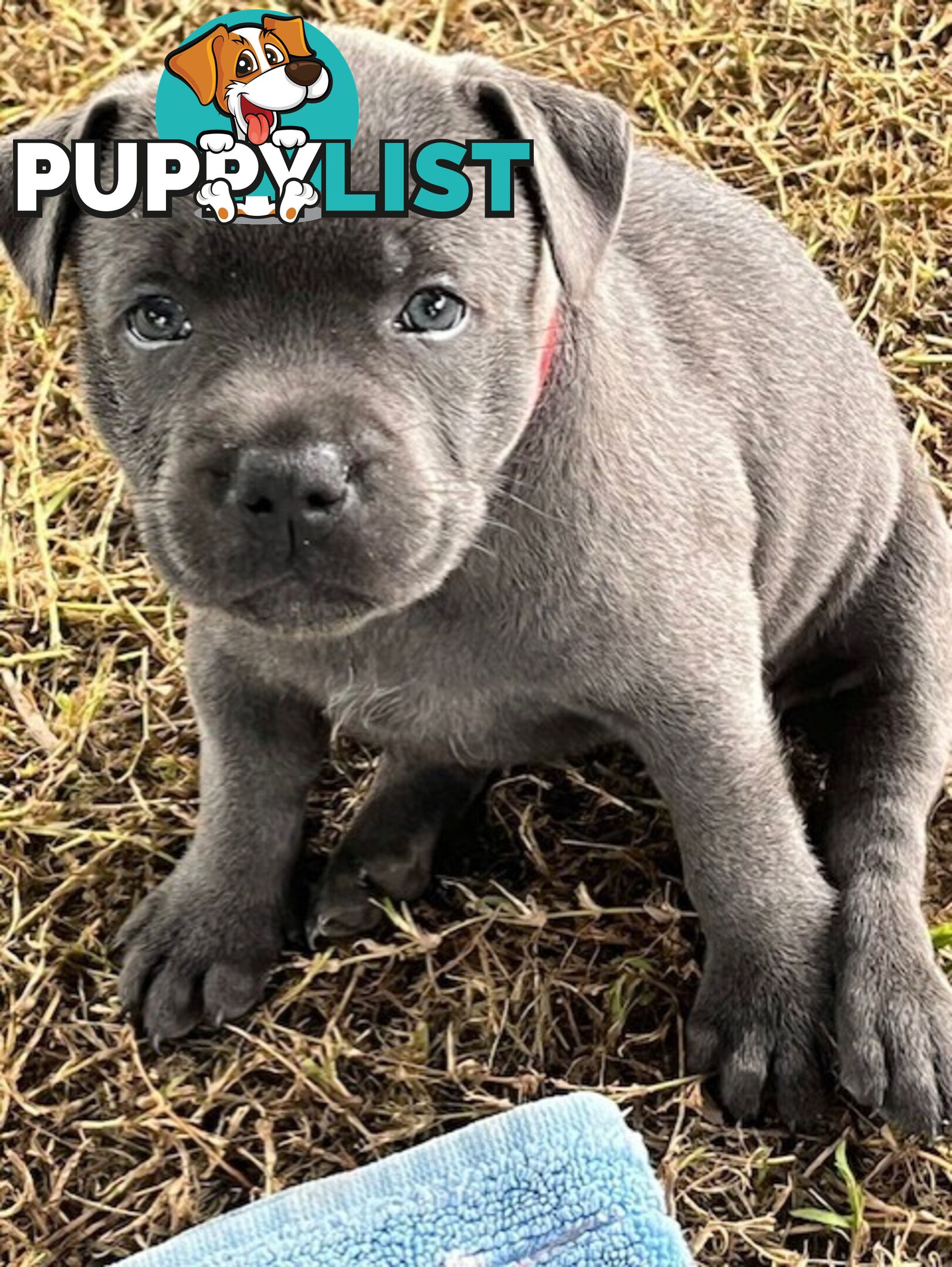 Pure Breed Blue Staffy