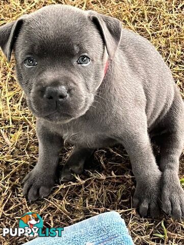 Pure Breed Blue Staffy