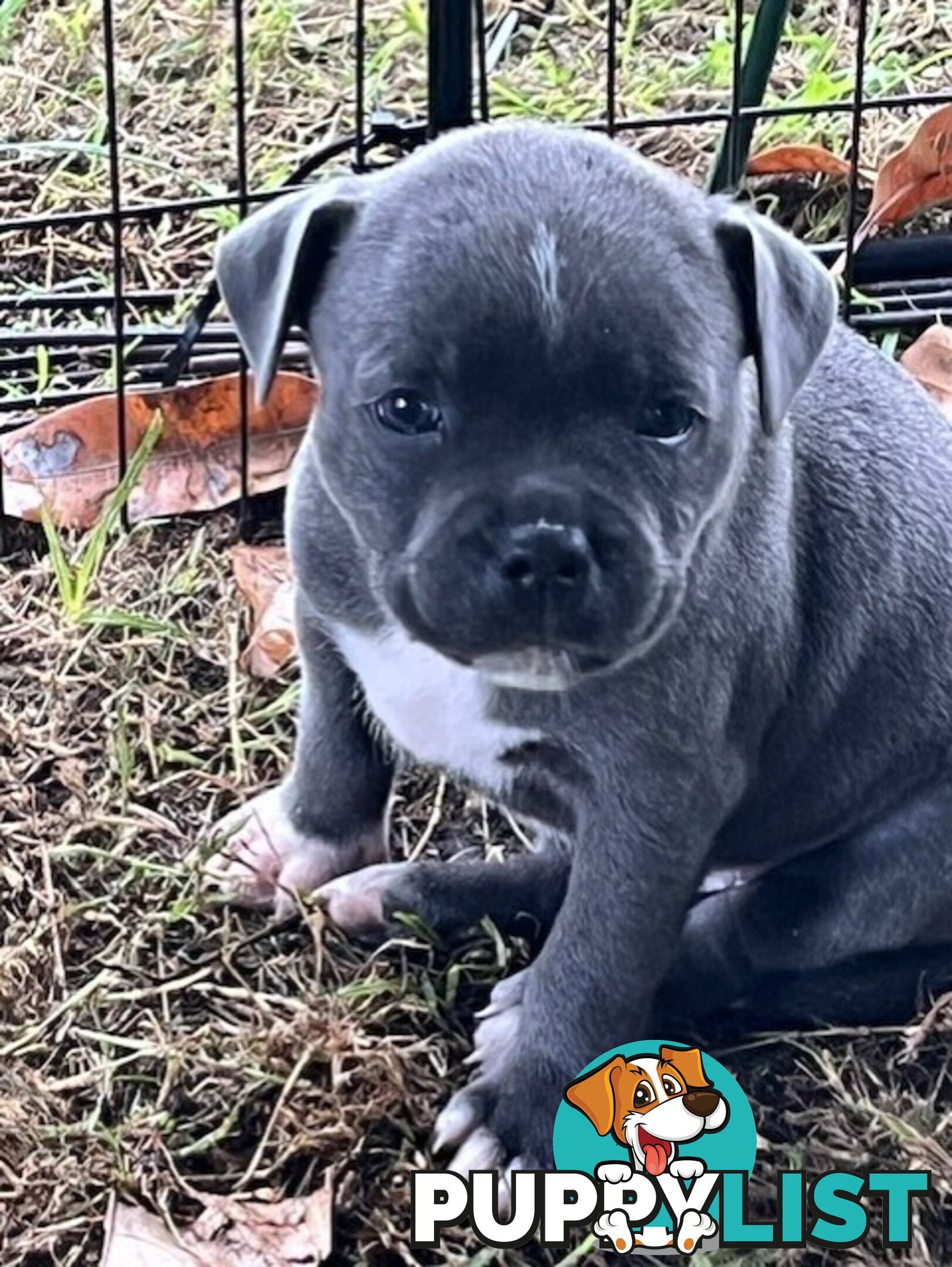 Pure Breed Blue Staffy