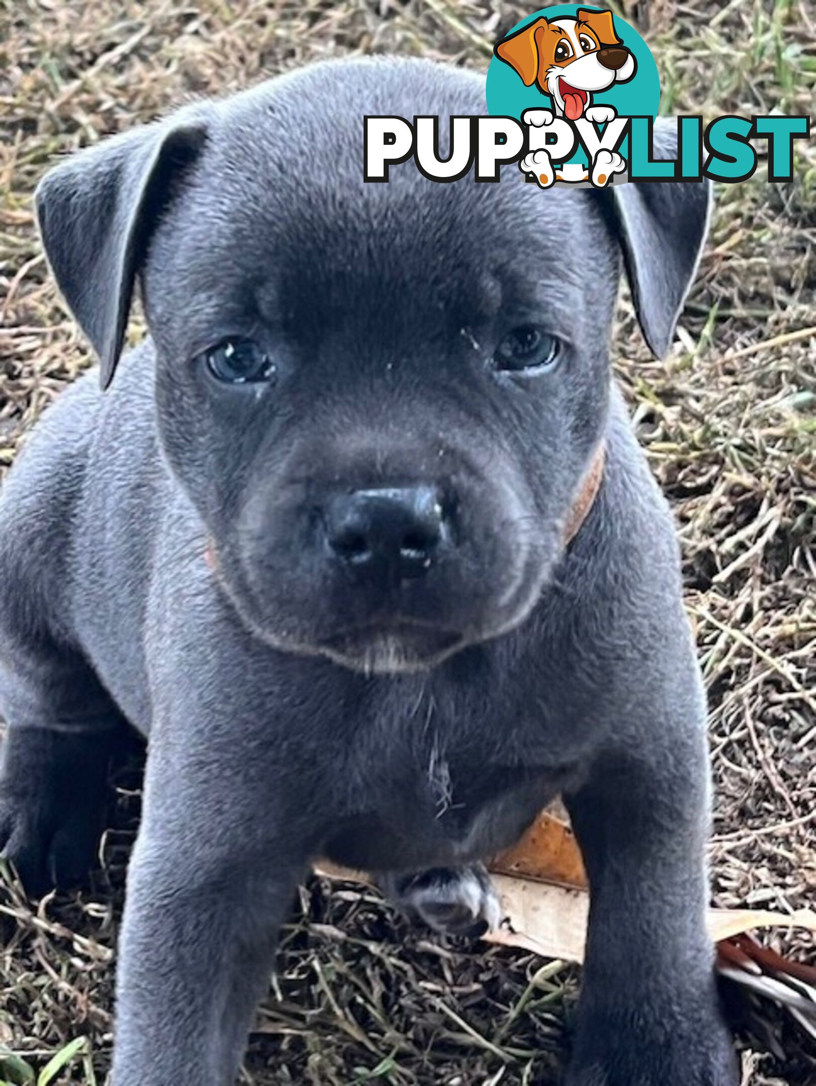 Pure Breed Blue Staffy