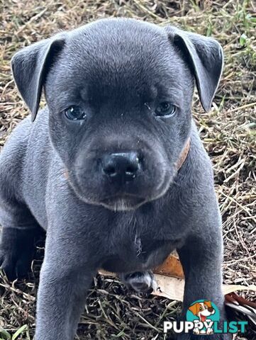 Pure Breed Blue Staffy