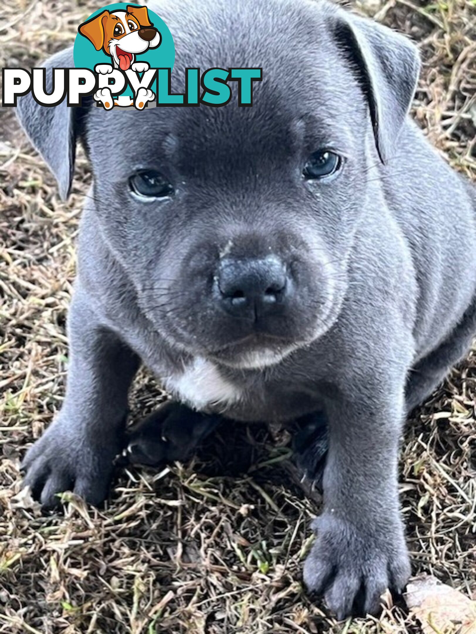 Pure Breed Blue Staffy