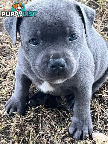 Pure Breed Blue Staffy