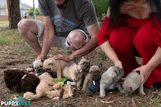 Six beautiful French Bulldog girls ready for their new Family