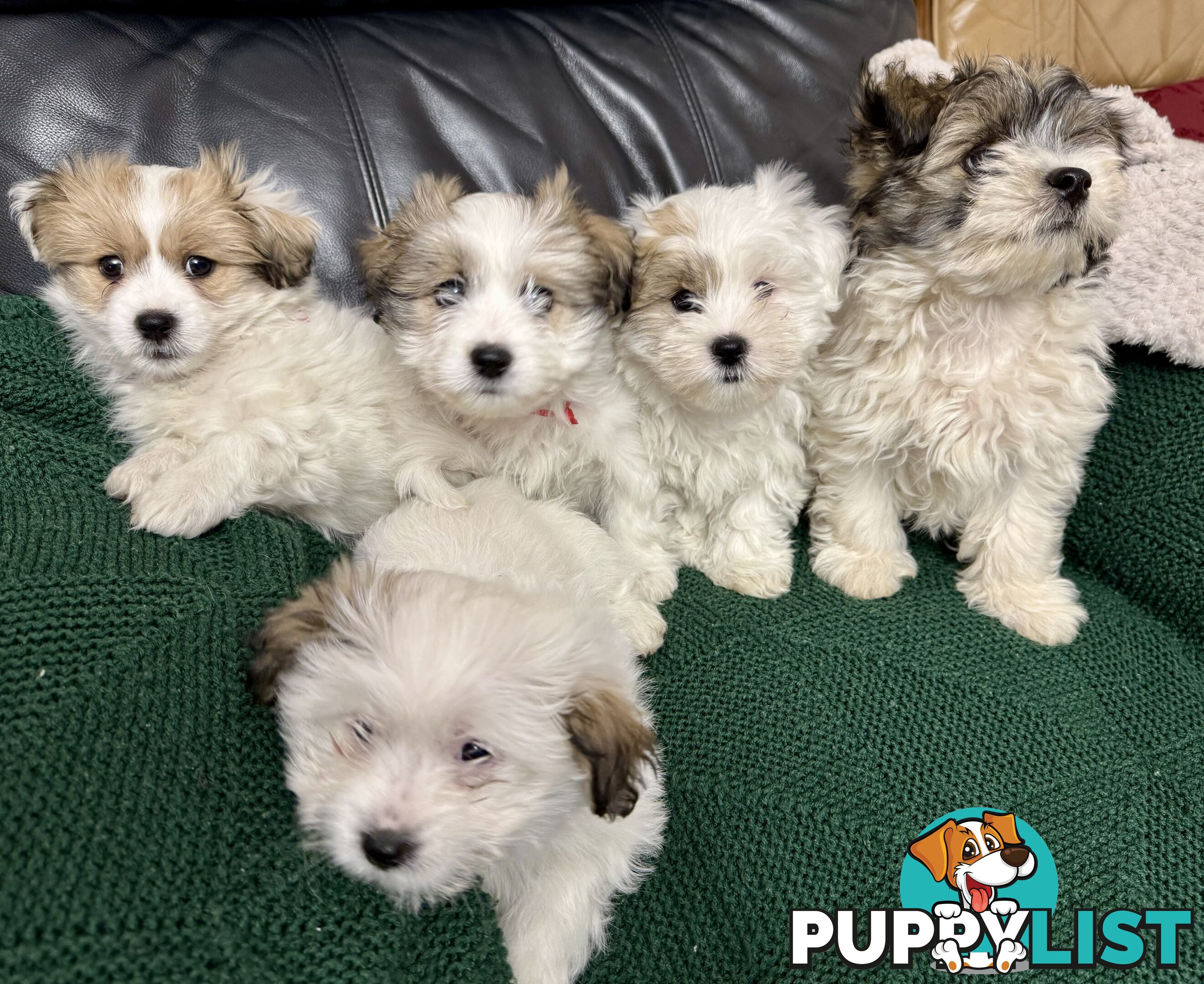 Maltese x Shih Tzu Puppies