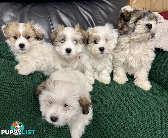 Maltese x Shih Tzu Puppies