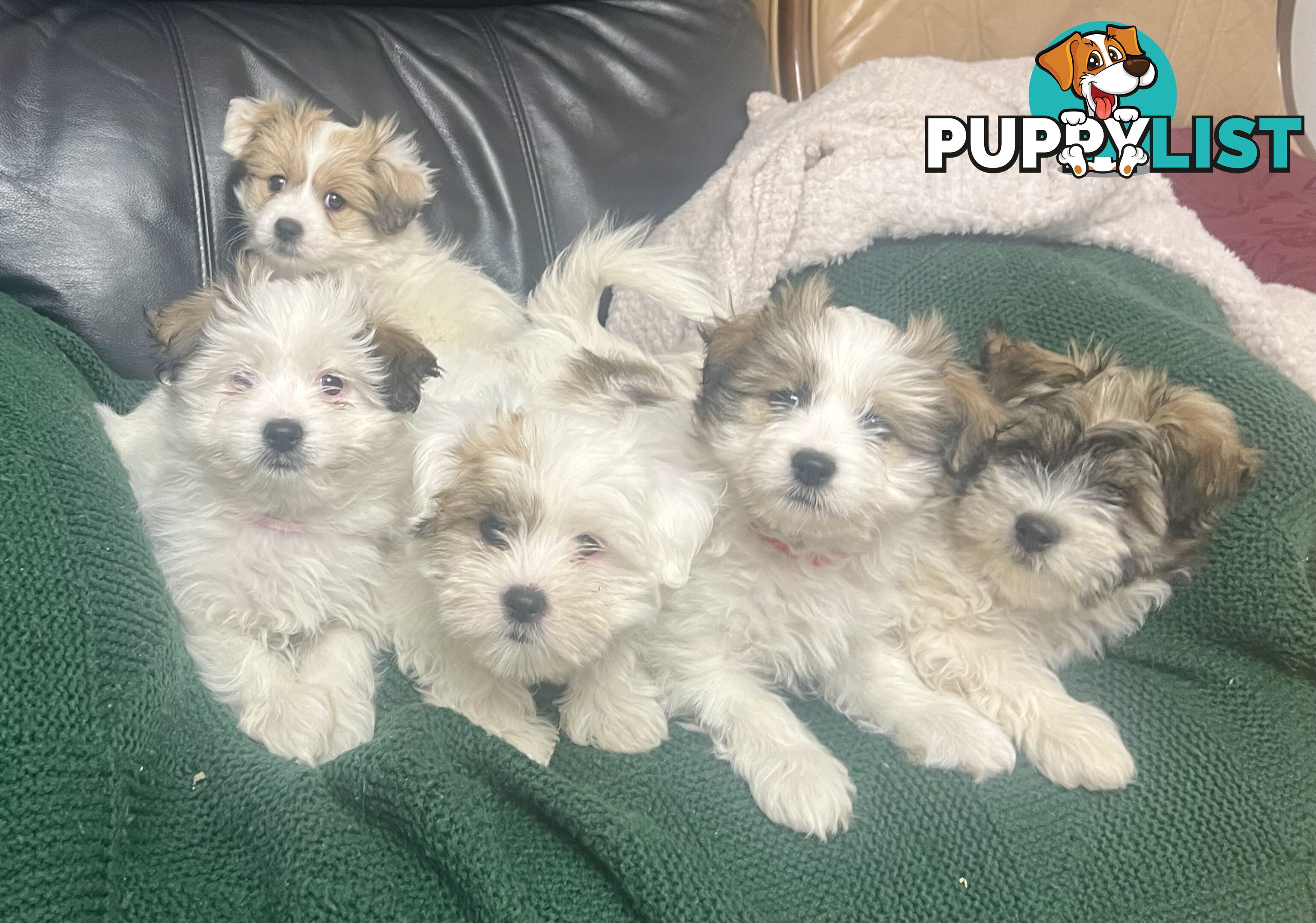 Maltese x Shih Tzu Puppies