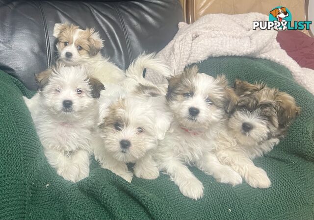 Maltese x Shih Tzu Puppies