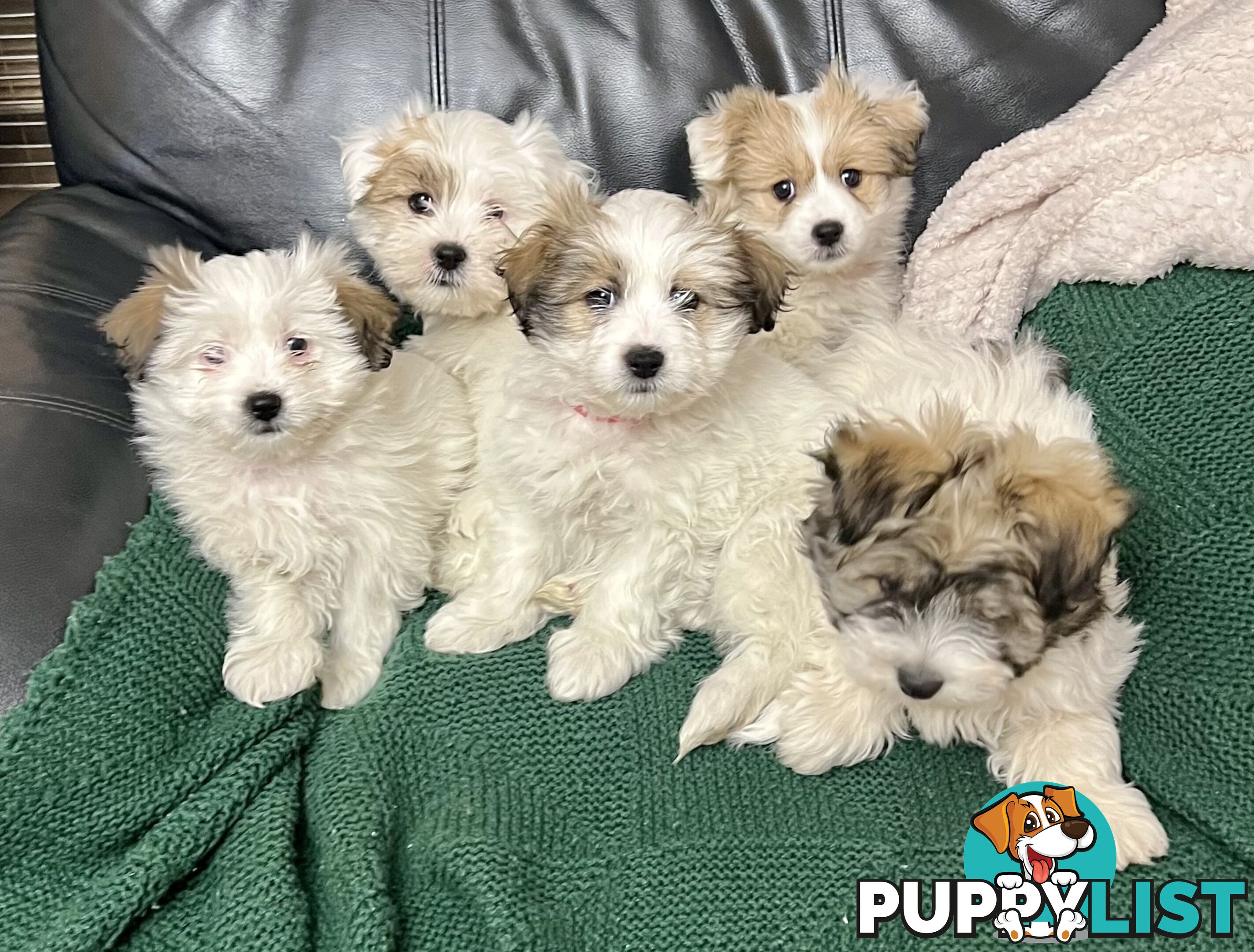 Maltese x Shih Tzu Puppies