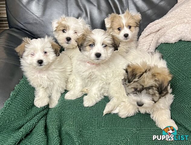 Maltese x Shih Tzu Puppies