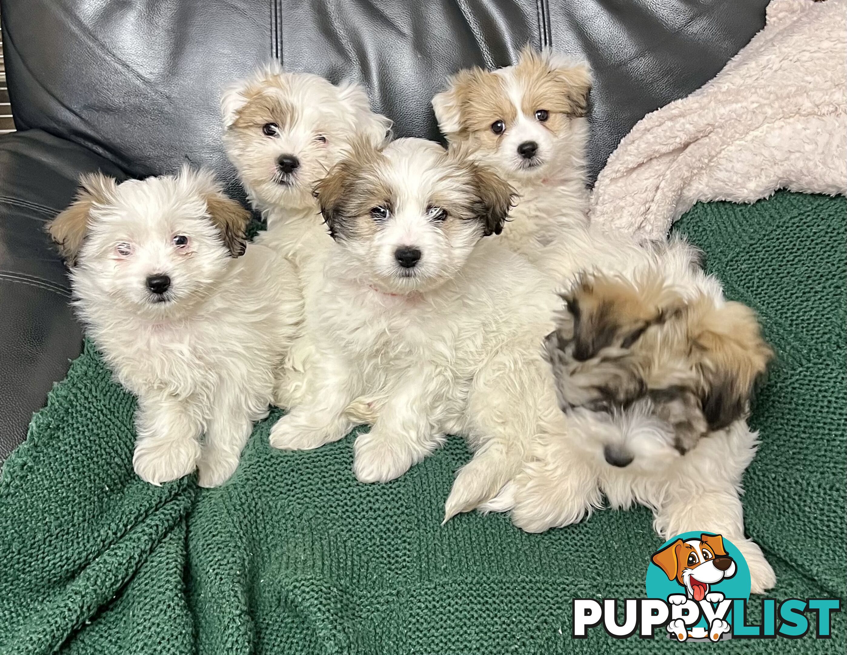 Maltese x Shih Tzu Puppies