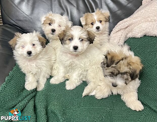 Maltese x Shih Tzu Puppies