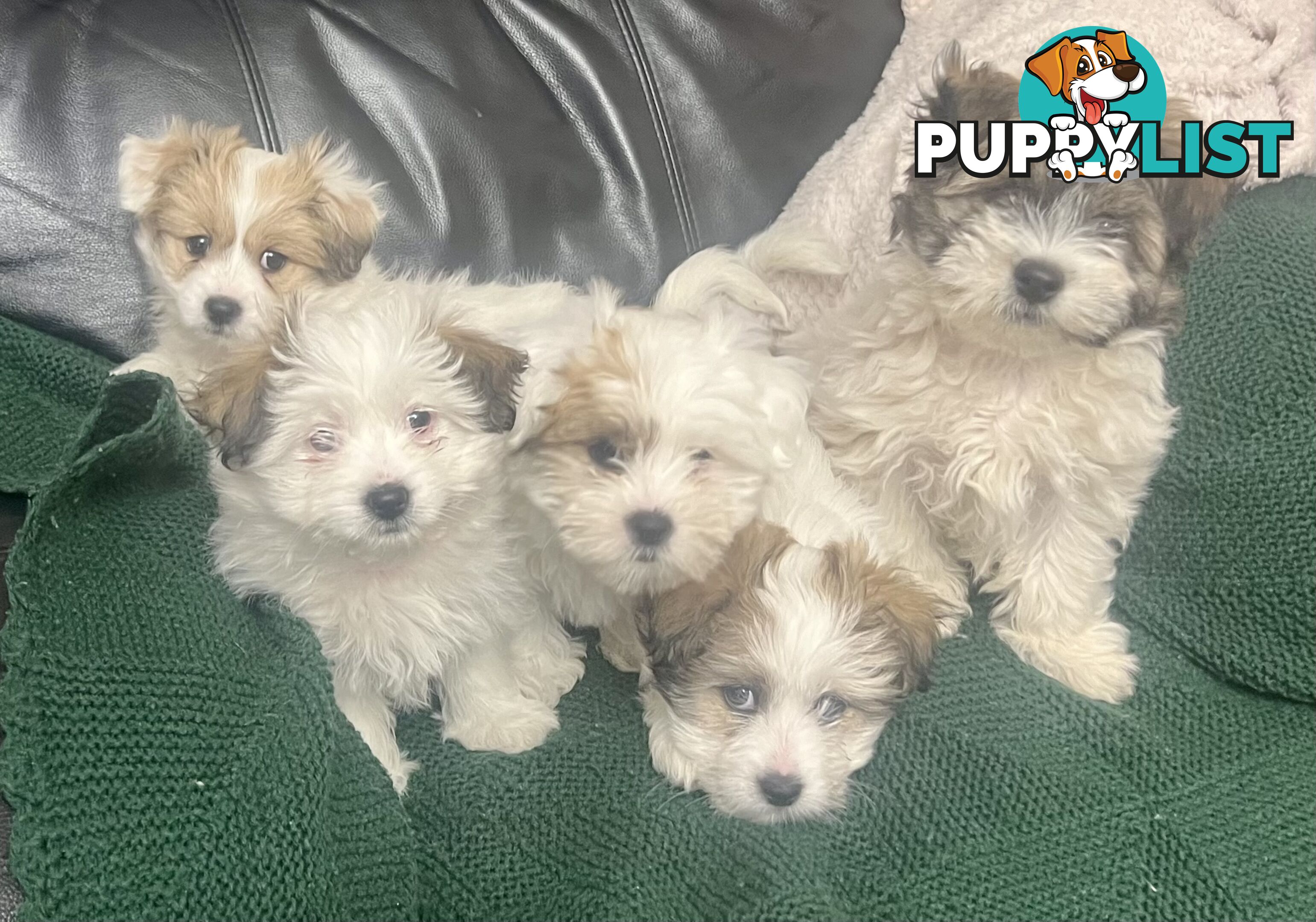 Maltese x Shih Tzu Puppies
