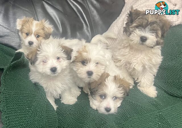 Maltese x Shih Tzu Puppies