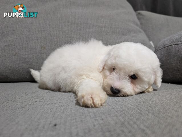 purebred bichon frise