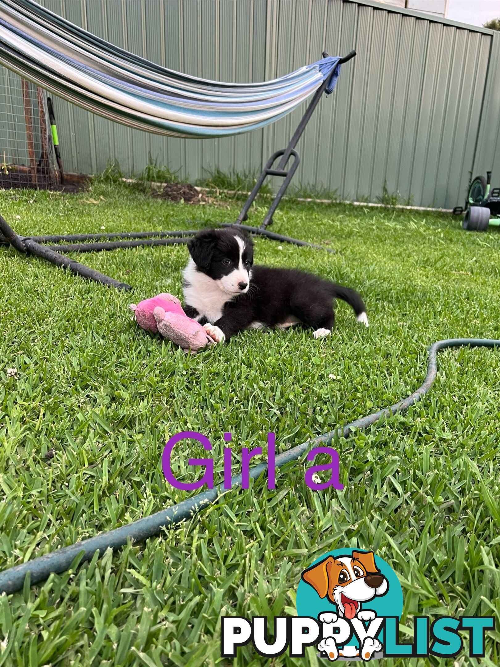 Pure bread border collie puppies