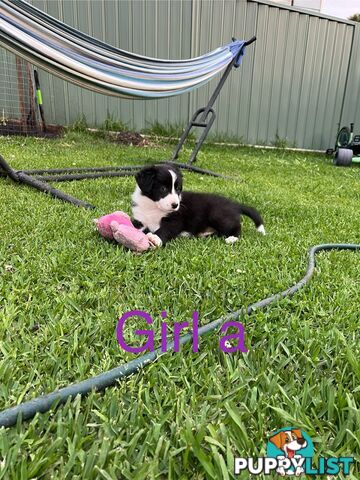 Pure bread border collie puppies