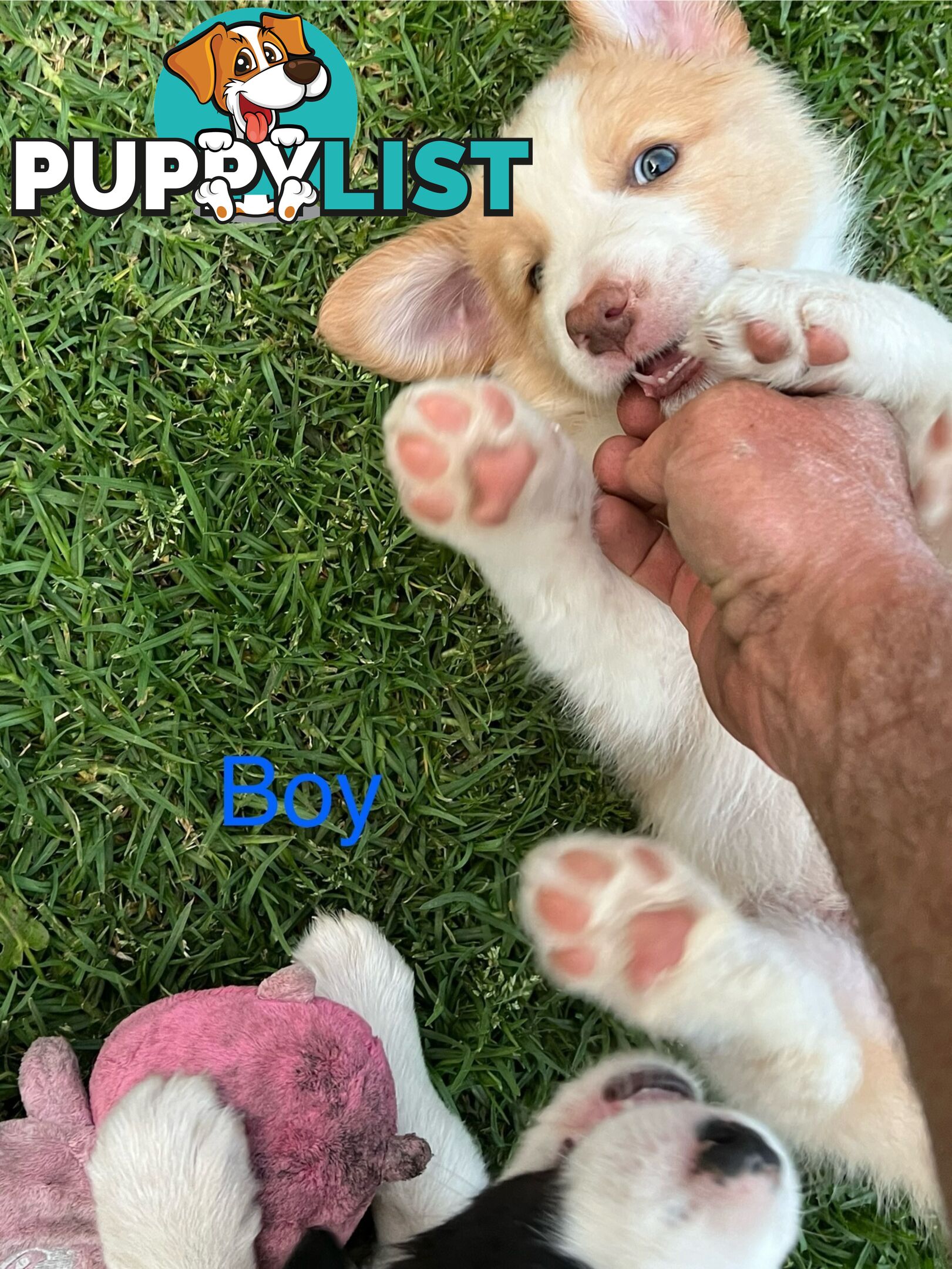 Pure bread border collie puppies