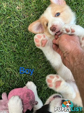 Pure bread border collie puppies