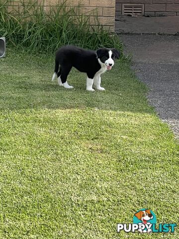 Pure bred border collie puppies