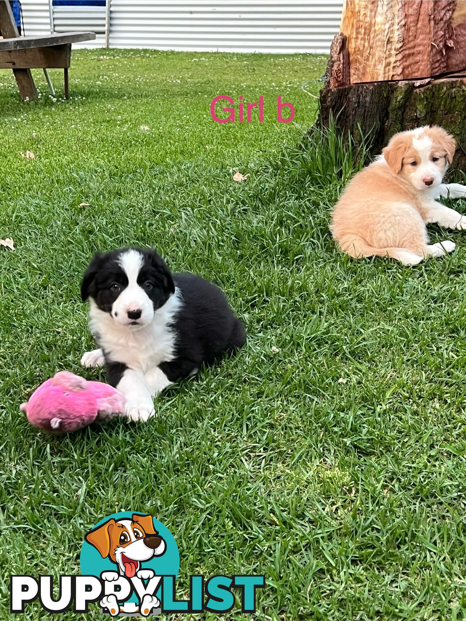 Pure bread border collie puppies