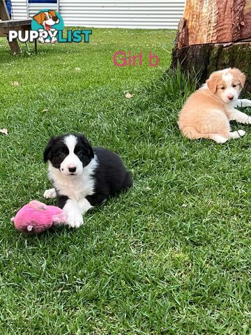 Pure bread border collie puppies