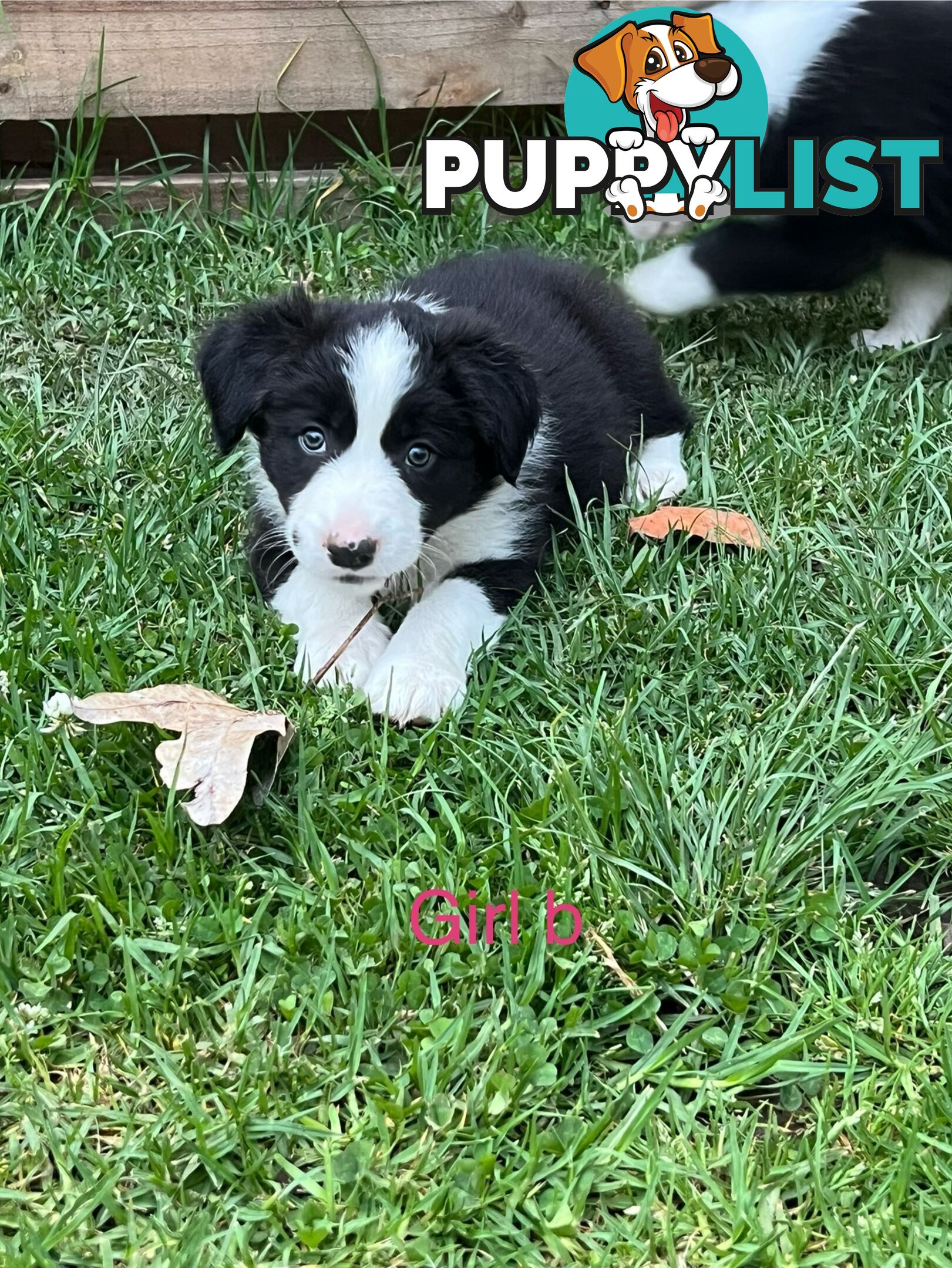 Pure bread border collie puppies