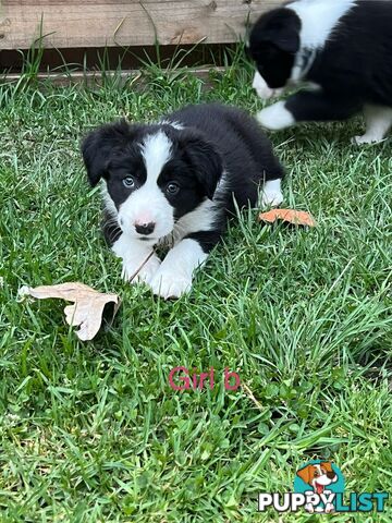 Pure bread border collie puppies