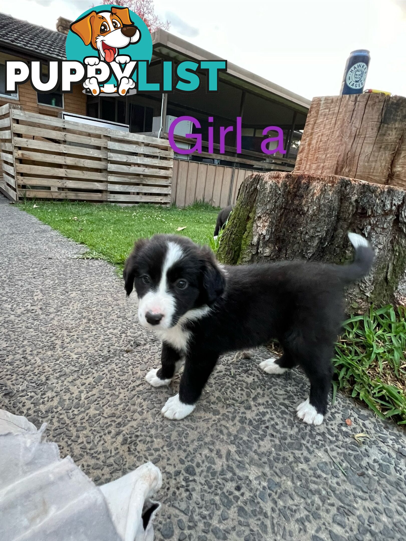 Pure bread border collie puppies