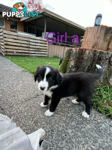 Pure bread border collie puppies