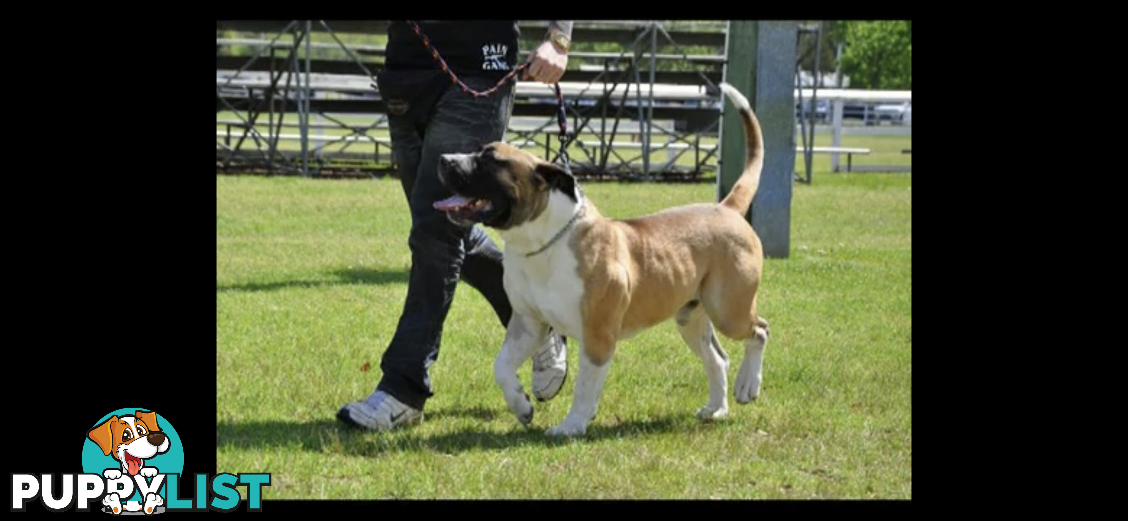 South African Mastiff Puppies