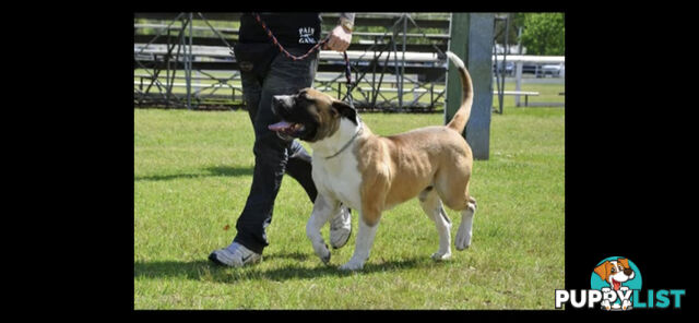 South African Mastiff Puppies