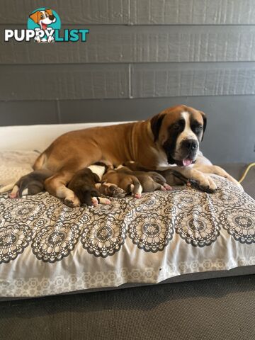 South African Mastiff Puppies