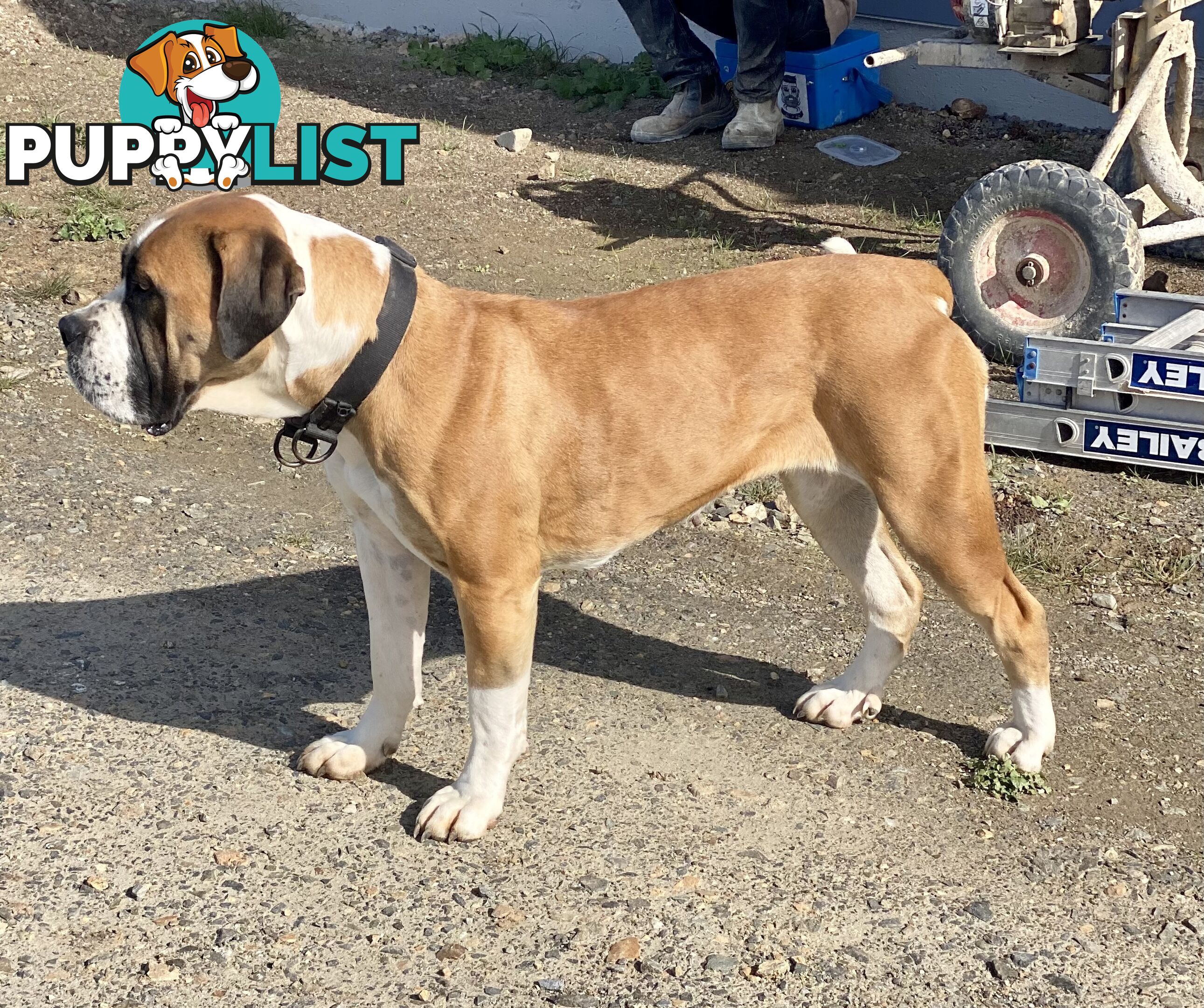 South African Mastiff Puppies