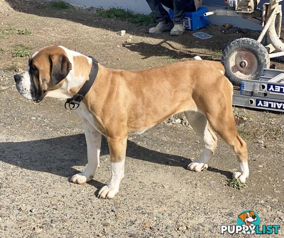 South African Mastiff Puppies