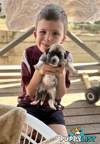 South African Mastiff Puppies