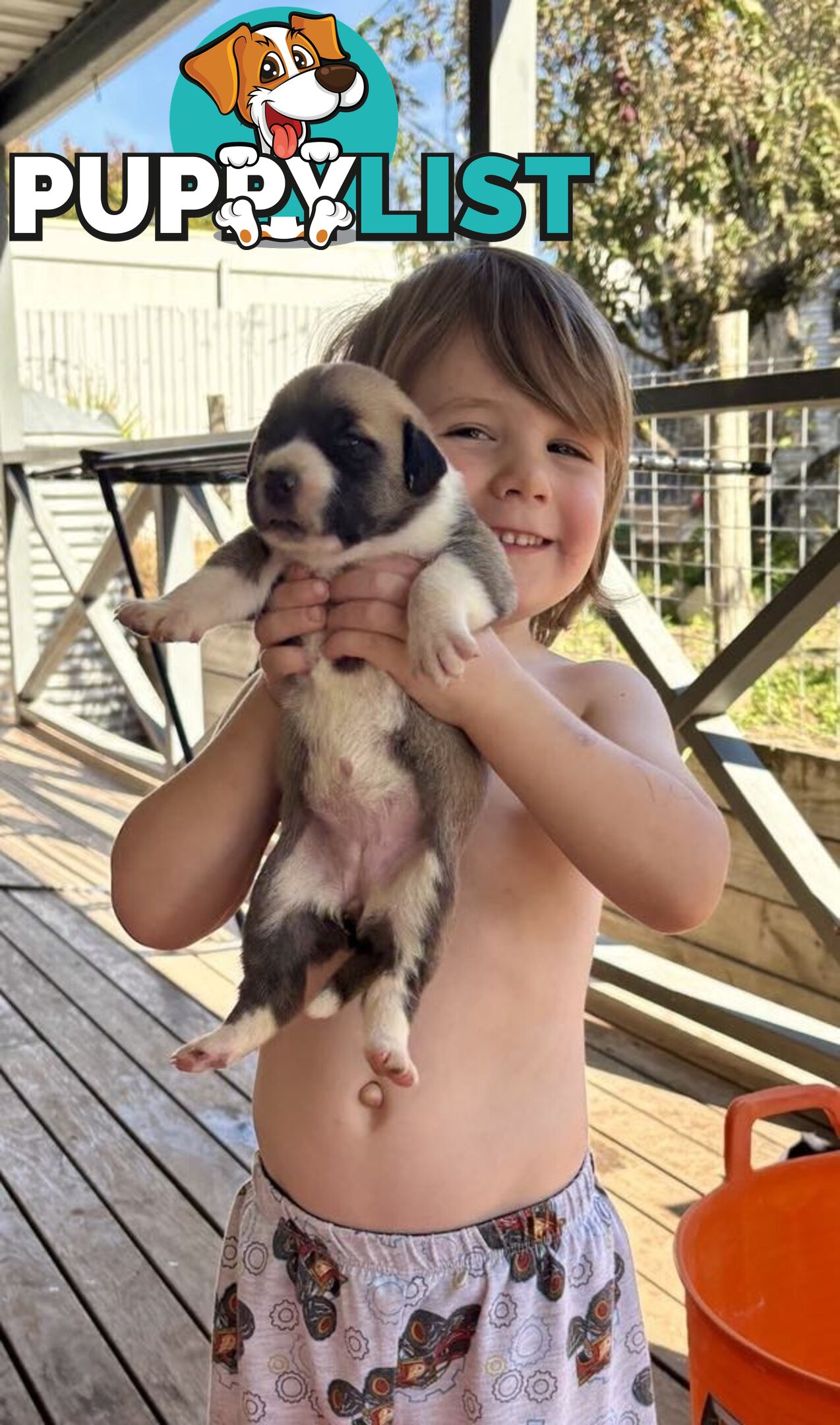 South African Mastiff Puppies