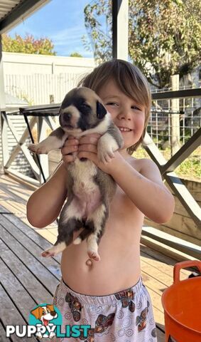 South African Mastiff Puppies