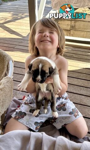 South African Mastiff Puppies