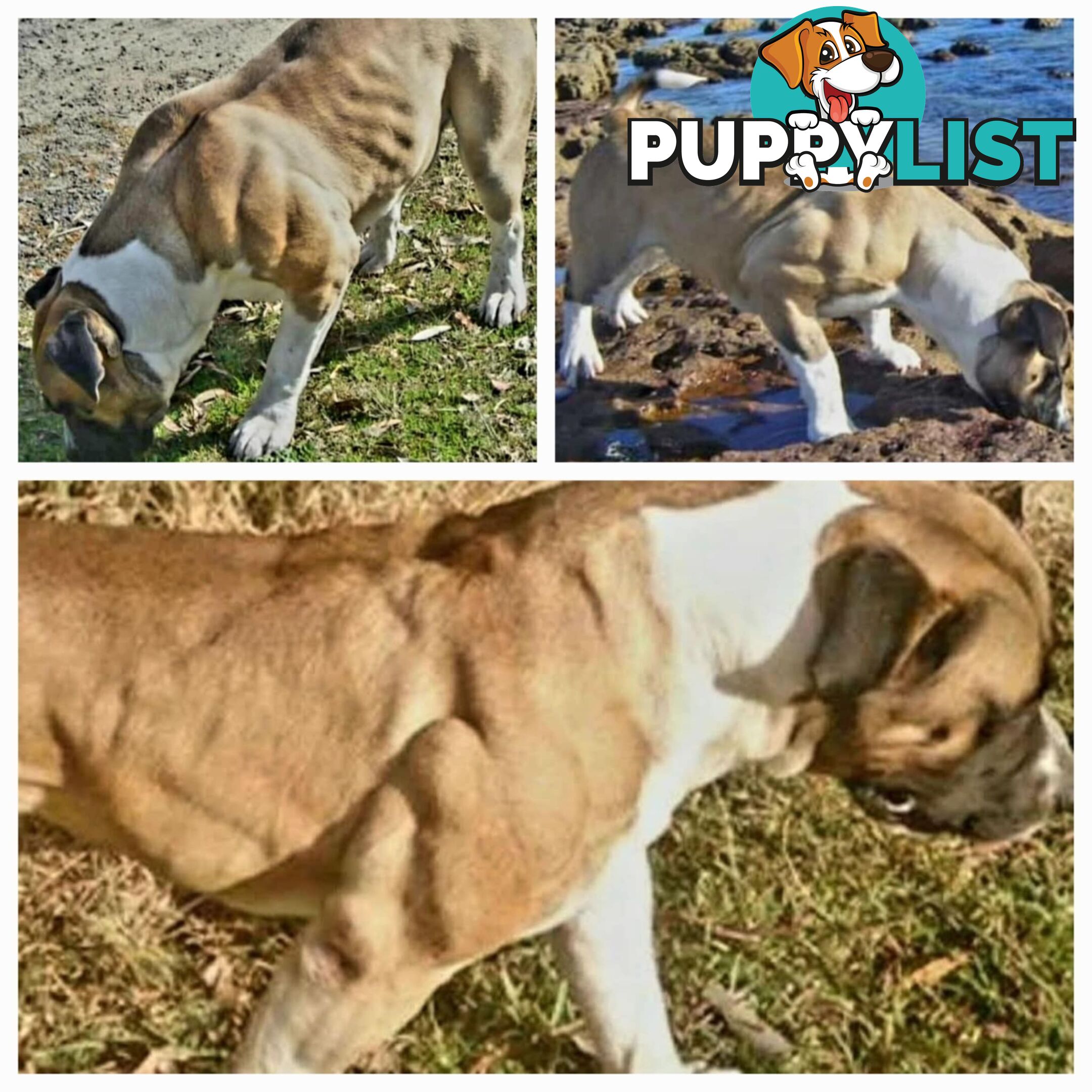 South African Mastiff Puppies