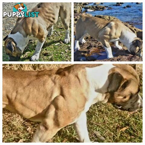 South African Mastiff Puppies