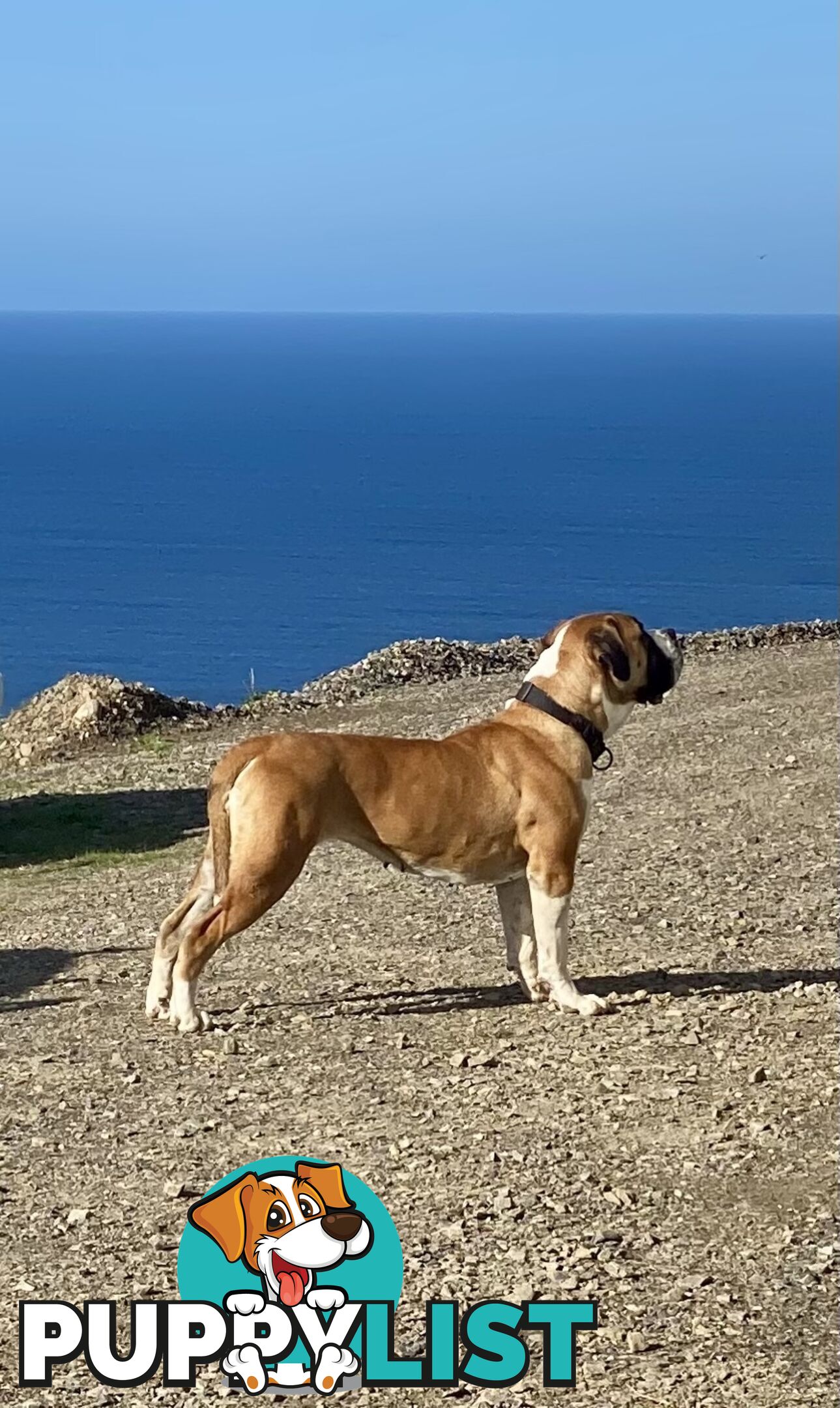 South African Mastiff Puppies