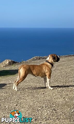 South African Mastiff Puppies